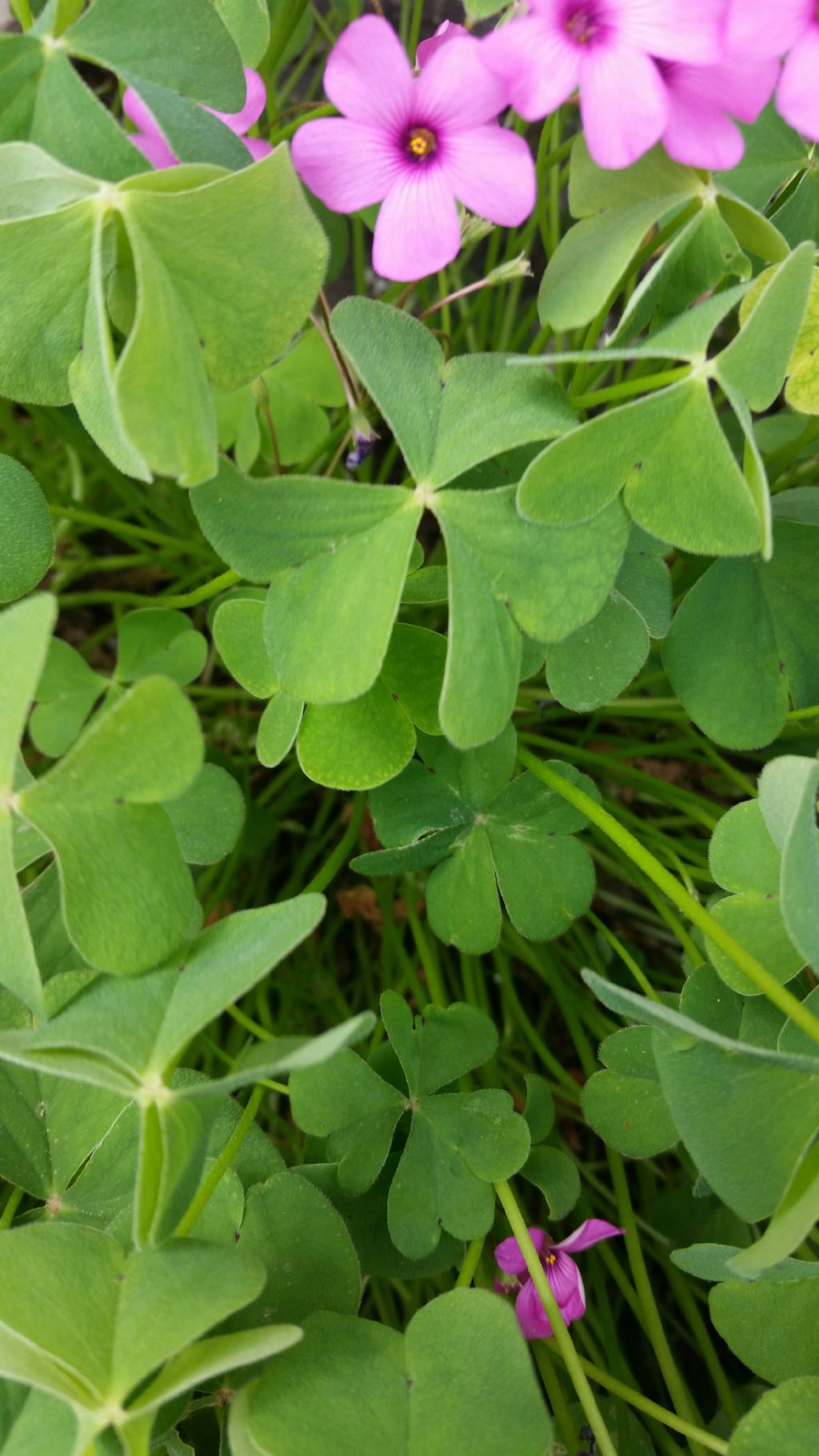 Oxalis articulata (Oxalidaceae)